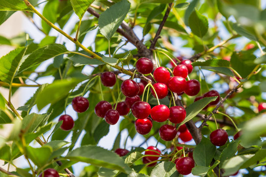 Sour cherries in a tree