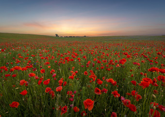 Sunset over poppy meadow