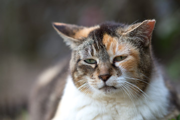 Fototapeta premium 夕刻ののらねこ