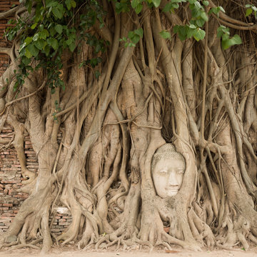 Stone head of Buddha nestled in the embrace of bodhi tree's root