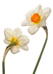 Naklejka premium Narcissus flower head