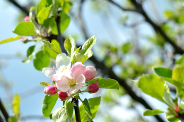 Apple branch with pink flowers and green leaves