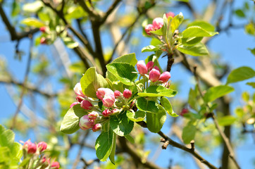 Apple branch with pink flowers and green leaves