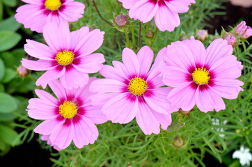 Obraz na płótnie Canvas Pink gerbera daisy flowers