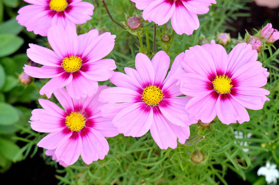 Pink gerbera daisy flowers
