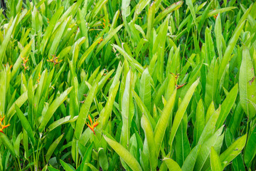 Beautiful green leaves as background