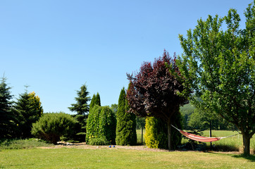 Summer garden with fresh grass, trees and hammock
