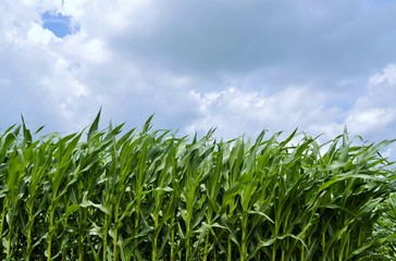 Obraz premium Stormy weather above the corn crop