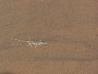 Eidechse in der Wüste