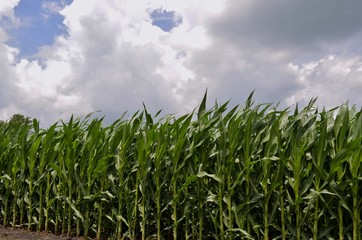 Stormy weather above the corn crop