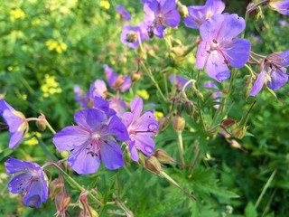 violet flowers on the meadow after rain