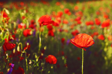 beautiful blooming poppies