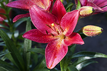 beautiful red lily close-up