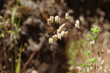 Zittergras auf Madeira