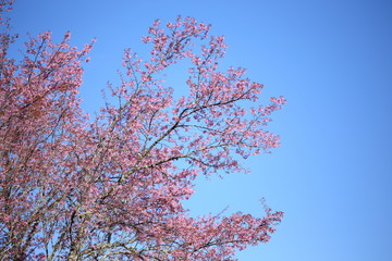 pink cherry blossom flowers in garden at chiang mai, thailand