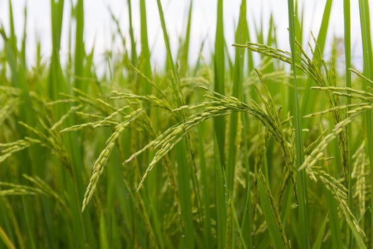 Lush green rice fields, small plots cultivated by nature.
