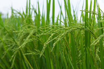 Lush green rice fields, small plots cultivated by nature.