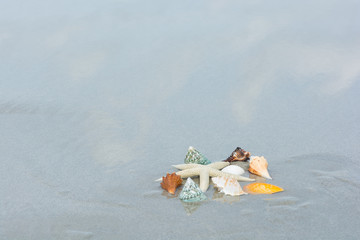 Beautiful starfish with sea