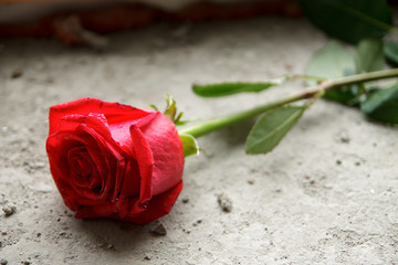Mourning. Red rose on the concrete.