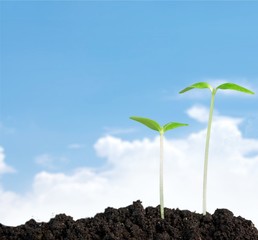 Grow, growing, plant.