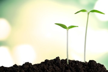 Grow, growing, plant.