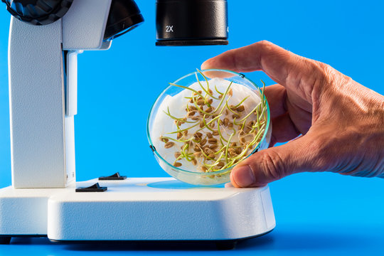 Sprouts Seeds In A Petri Dish Under A Microscope