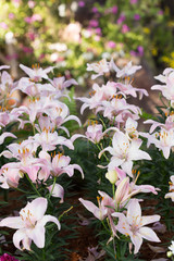 beautiful lily flowers blooming in floral garden