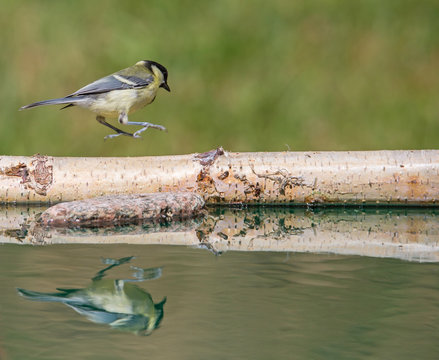 m&eacute;sange charbonni&egrave;re