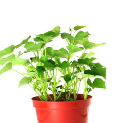  growing sweet  potato in pot in white background