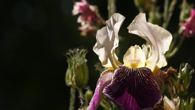 Iris flower swaying in the wind in summer garden