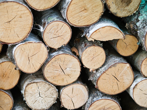 Birch cut stacked logs background