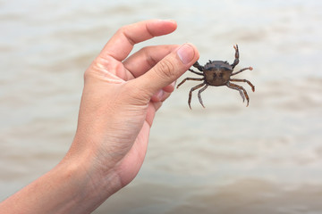 Crab in left hand