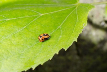Puppe asiatischer Marienkäfer am Blatt