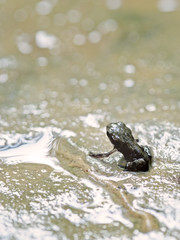 Baby toad just discovering dry land.