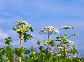 heracleum