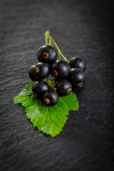 Black currant on green leaf