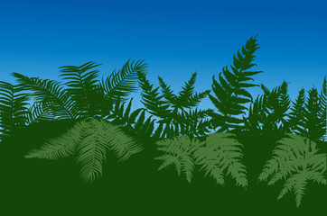 Fototapeta na wymiar dark green fern under blue sky