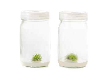 plant tissue culture
