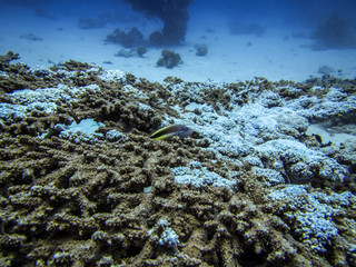 Obraz premium Schwer beschädigtes Korallenriff