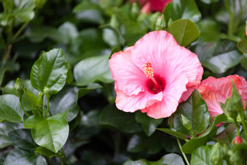 blossoming hibiscus bush with beautiful pink flowers