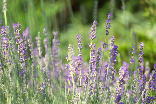 blossoming lavender in the field in summer day