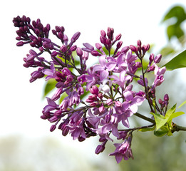 Purple, pink Syringa vulgaris (lilac or common lilac) flowers