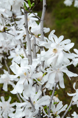 White, pink Magnolia branch flowers, tree flowers