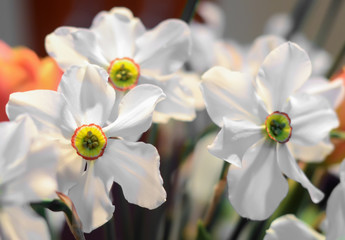 White daffodils, narcissus flowers, close up.