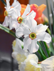 White daffodils, narcissus flowers, close up.