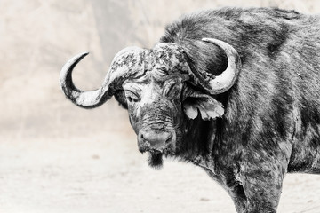 Naklejka premium Cape Buffalo in Black+White
