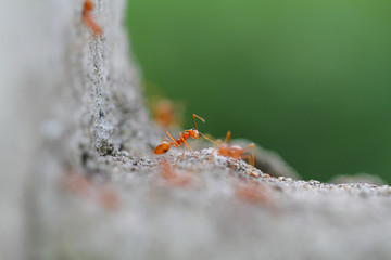ant
