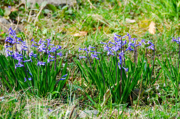 Blue hyacinths