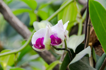 White-purple orchid