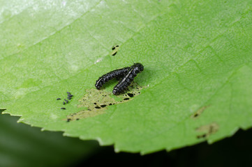 Blattwespen-Larven im team